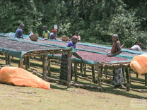 Workers remove unripe coffee cherries from the drying tables at a Guji site.