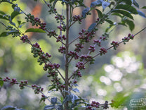 Coffee cherries ripen to a bright red color on a shrub in Ethiopia's Guji Zone.