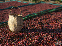 A basket used to collect unripe cherries sits on the raised drying beds at a site in Guji.