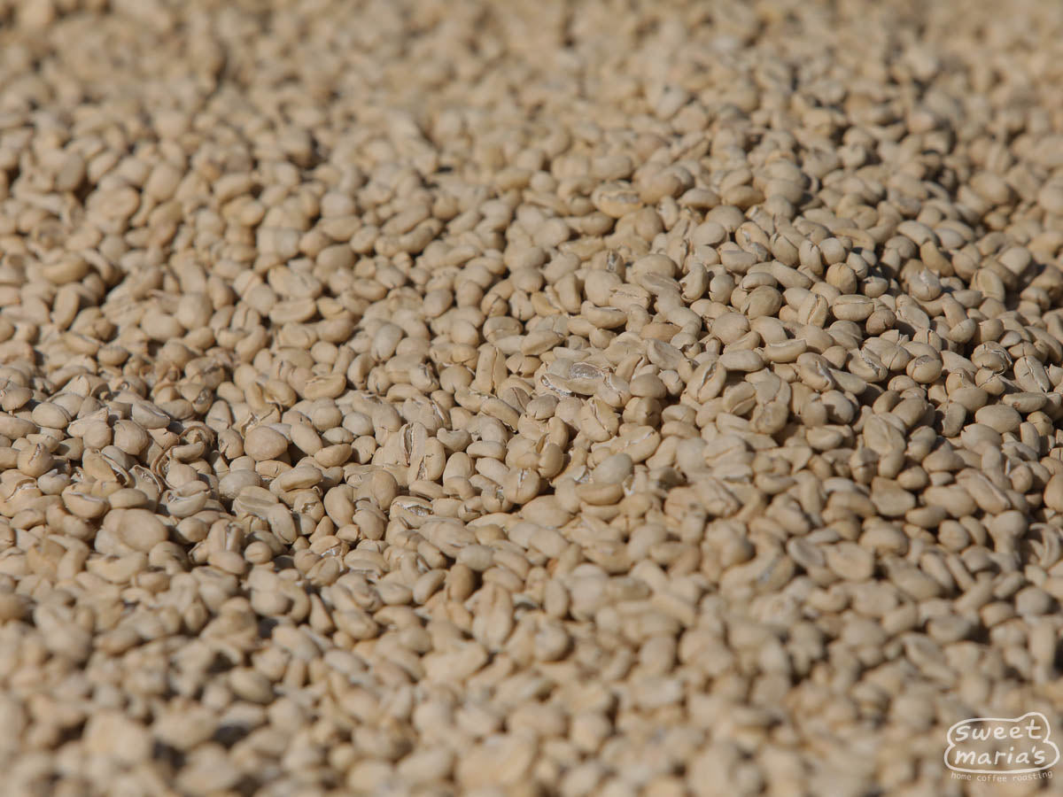 Close-up photo of green coffee in its parchment layer drying on raised beds at an Uraga wet mill.