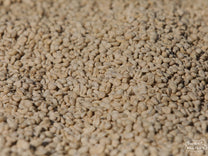 Close-up photo of green coffee in its parchment layer drying on raised beds at an Uraga wet mill.