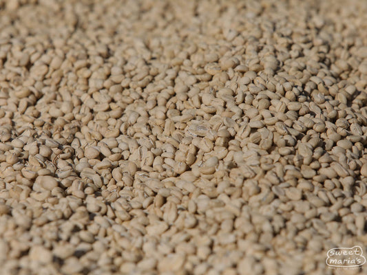 Close-up photo of green coffee in its parchment layer drying on raised beds at an Uraga wet mill.