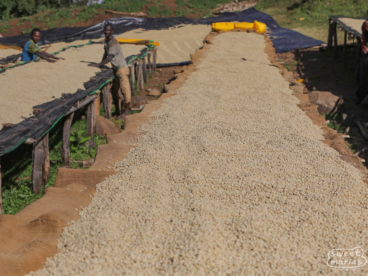 Wet process coffee on raised beds made of wood framing and jute sacks for airflow. Uraga