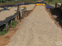 Wet process coffee on raised beds made of wood framing and jute sacks for airflow. Uraga