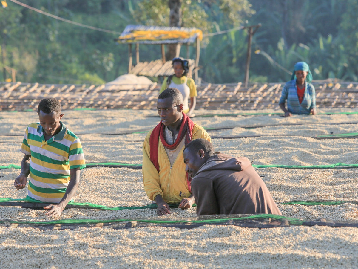 Ethiopia Uraga Siko