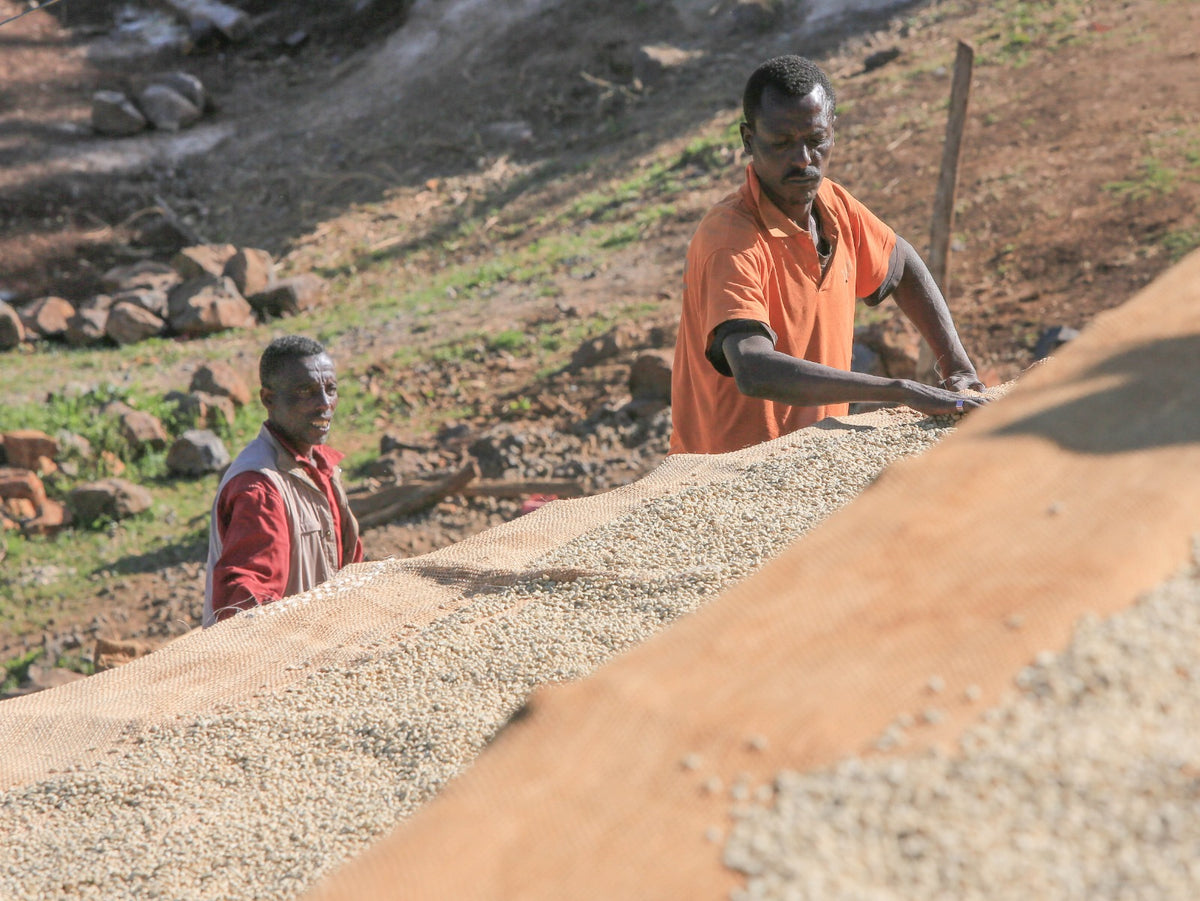 A farm worker tends to the drying parchment coffee on raised beds at an Uraga wet mill. (not Raro Boda)