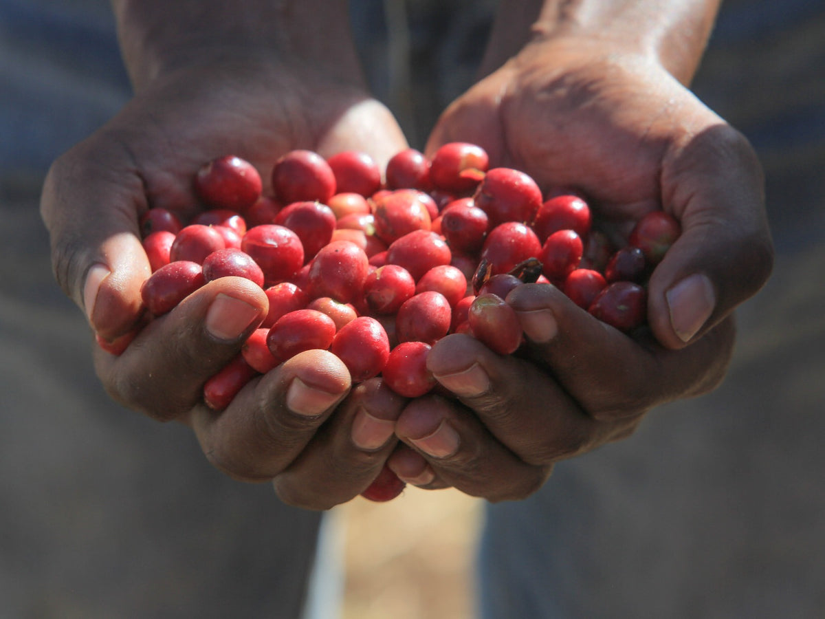 A farmer shows us the ripe cherries used to produce their grade 1 coffee at a station in Uraga (not Siko).