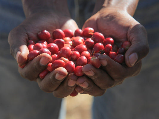 A farmer shows us the ripe cherries used to produce their grade 1 coffee at a station in Uraga (not Siko).