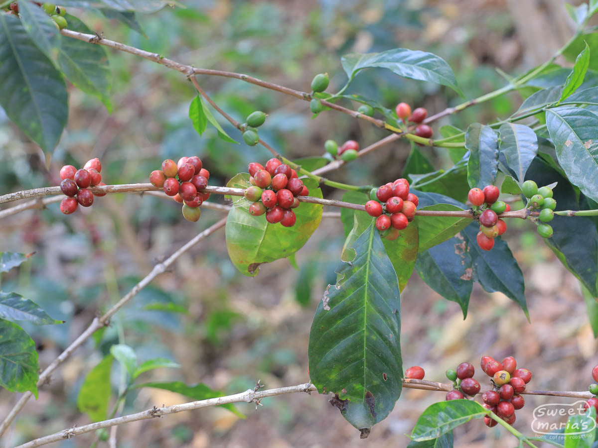 Clusters of ripe coffee cherries on a shrub at Taaroo farm in Guji, Ethiopia.