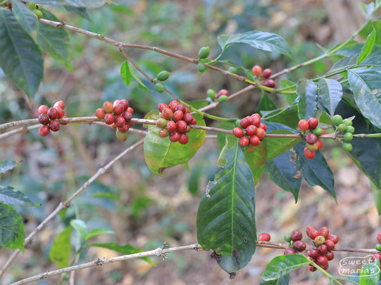 Clusters of ripe coffee cherries on a shrub at Taaroo farm in Guji, Ethiopia.