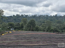 Coffee cherries dry in the sun on raised beds at the Dogo Sodu site.