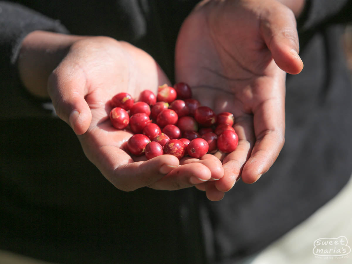  or unripe coffee they see. This is only one of several passes that will be made over the coffee before export. At one of Kayon Mountain wet mills