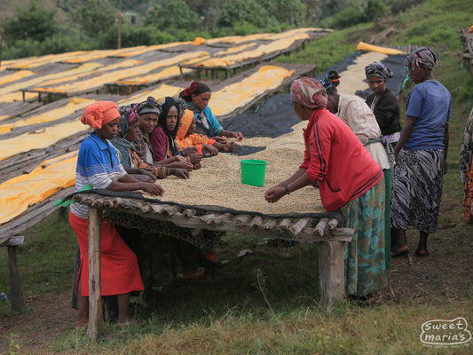 These women are sifting through the drying green coffee in order to remove any physical defects, or unripe coffee they see. This is only one of several passes that will be made over the coffee before export. At one of Kayon Mountain wet mills, Guji Zone, 