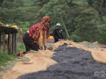 Workers turn the drying coffee, pulling defects as they go. This is dry process coffee, and you can see how the color has changed from bright red, fresh cherries, to more of a purple-ish black color as it dries. This lot looks ready to pull from the patio