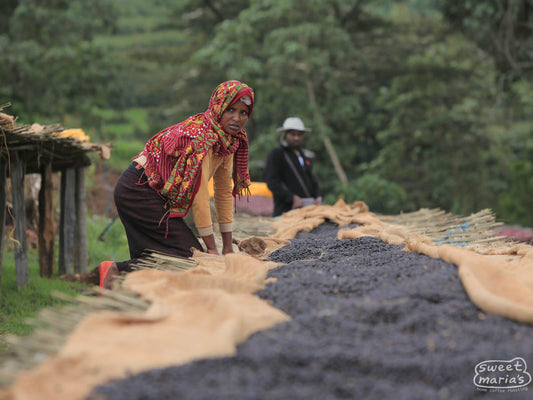 Workers turn the drying coffee, pulling defects as they go. This is dry process coffee, and you can see how the color has changed from bright red, fresh cherries, to more of a purple-ish black color as it dries. This lot looks ready to pull from the patio