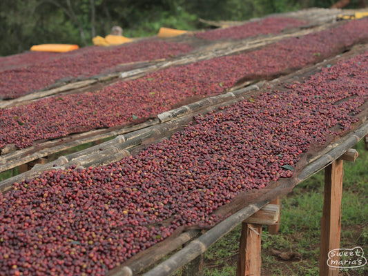 Red coffee cherries dry on the raised drying beds at a Kayon Mountain site in Guji, Ethiopia.