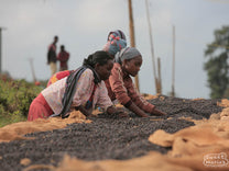 Workers turn the dry process coffee on raised beds at a Kayon Mountain site. You can see how the color has changed from bright red, when the cherries are freshly picked, to more of a purple-ish black color as they dry. This lot looks ready to pull from th