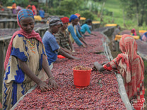 A woman harvesting coffee cherries in a forested area of Guji.