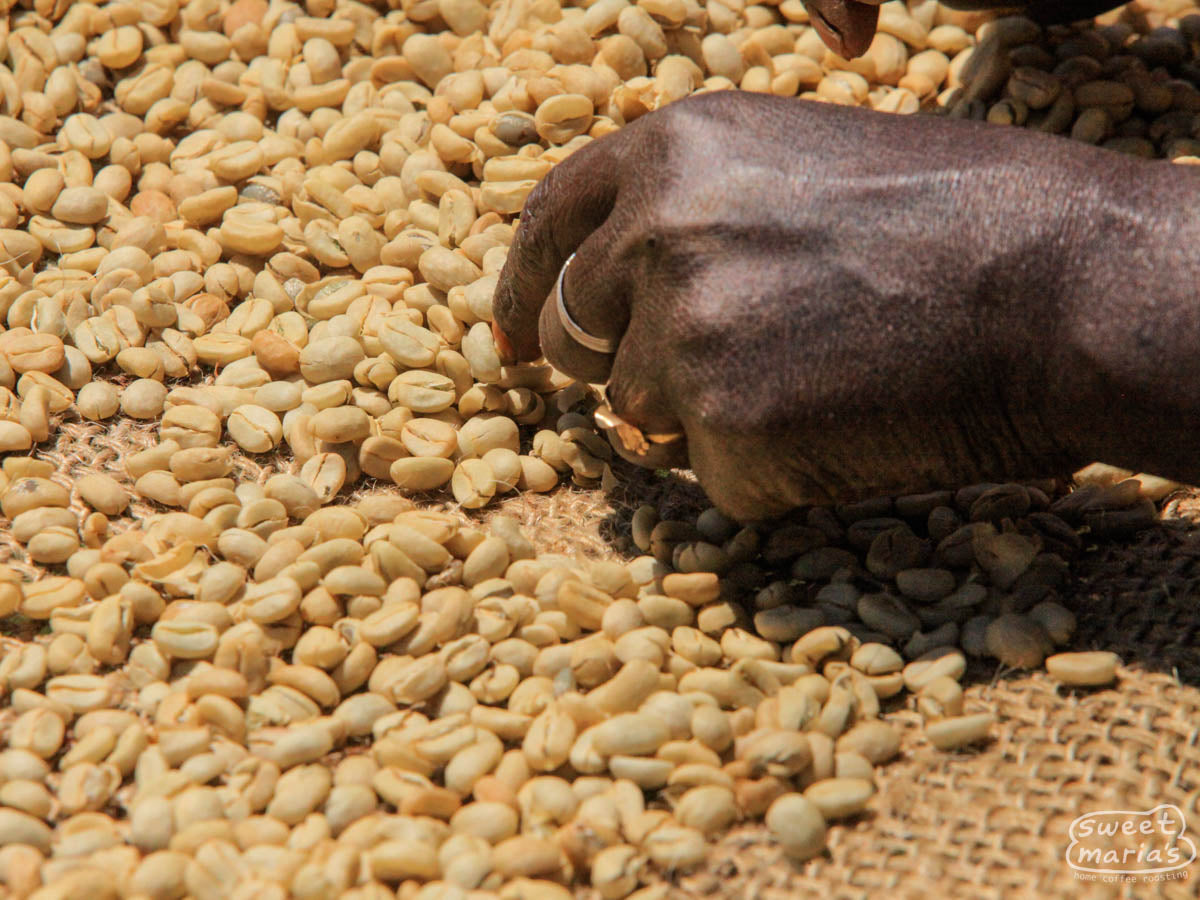 A worker at the Nano Challa cooperative removes coffee defects from the raised drying tables. Gera