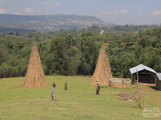 The bamboo frames of the drying beds are stacked in rounds like this to minimize weathering in the off season. Kenisa site.