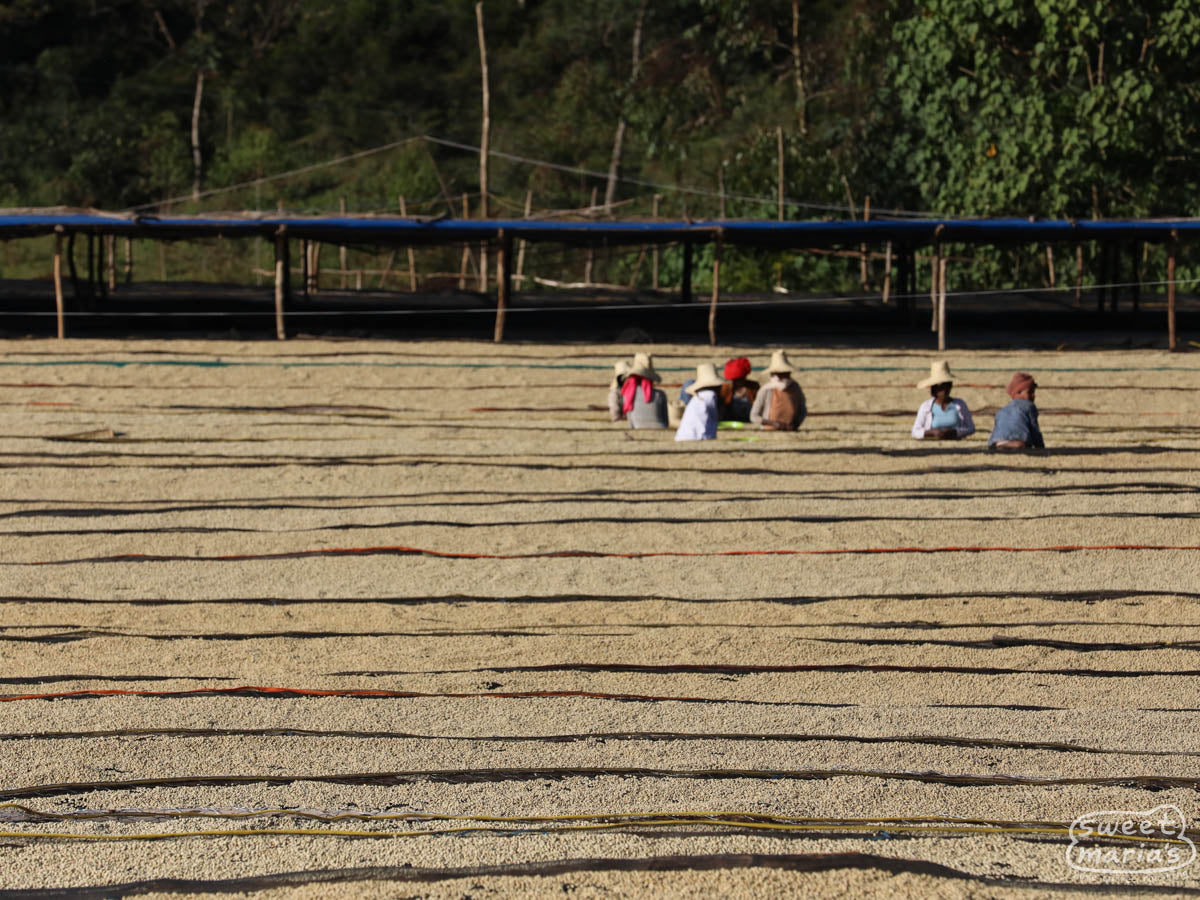  a water-conserving depulping machine used to strip the coffee of its outer fruit layer.