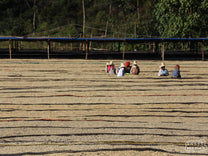  a water-conserving depulping machine used to strip the coffee of its outer fruit layer.