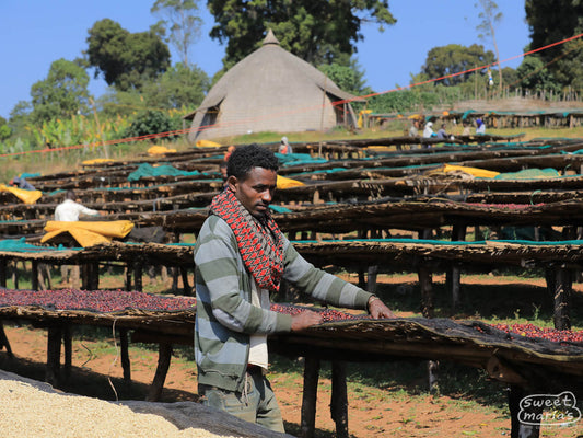 A worker turns the drying coffee cherries at the Goro site in Guji.