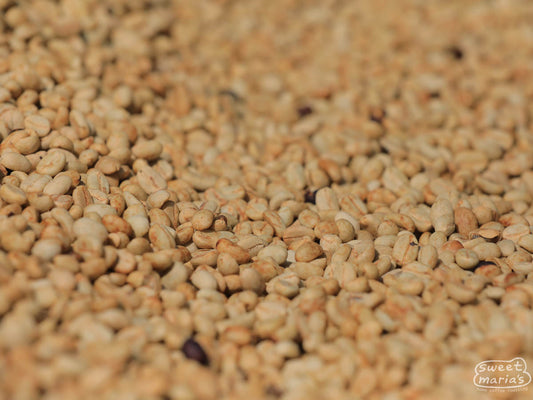 Close-up photo of the parchment yellowing on their honey process coffee at Goro washing station in Guji.