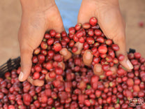 Coffee cherry deliveries in Benti Nenka town