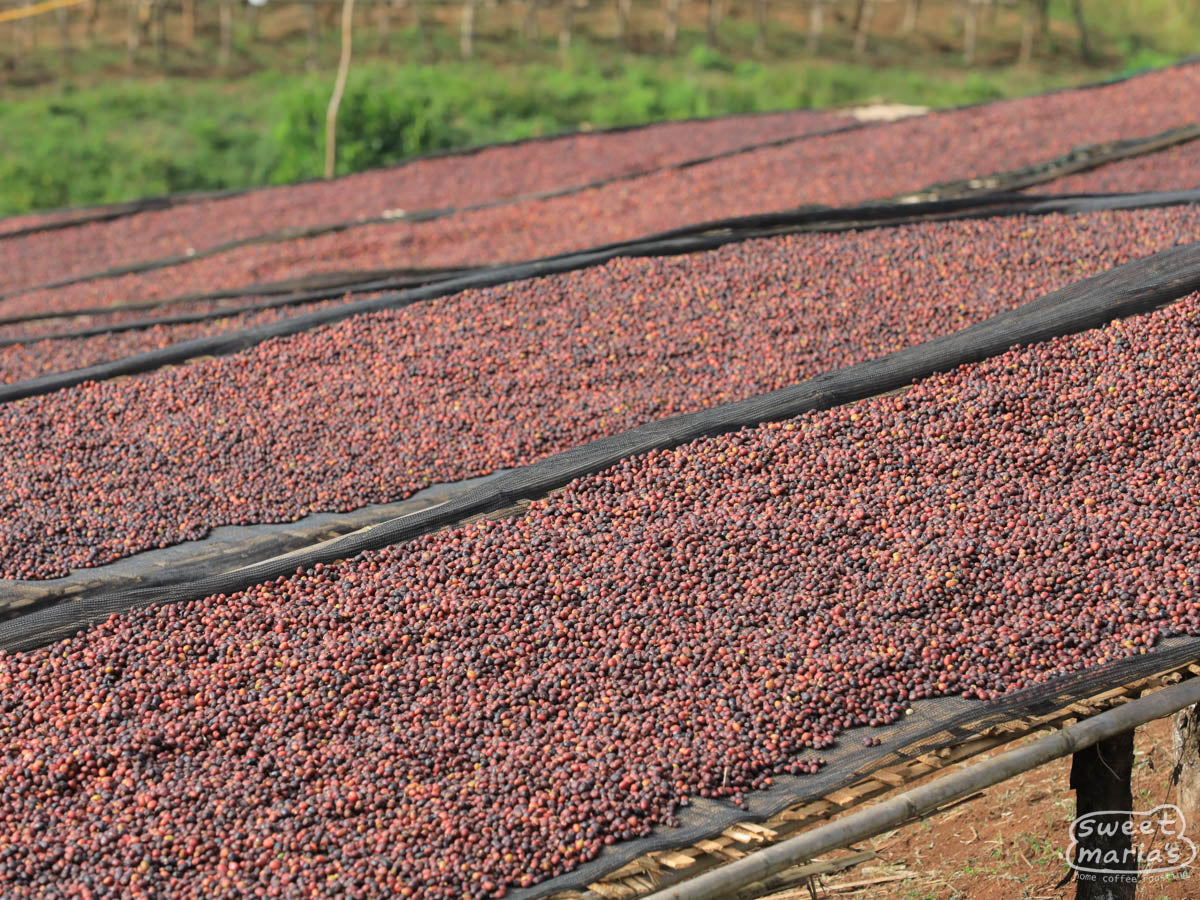 Ethiopia Dry Process Benti Nenka