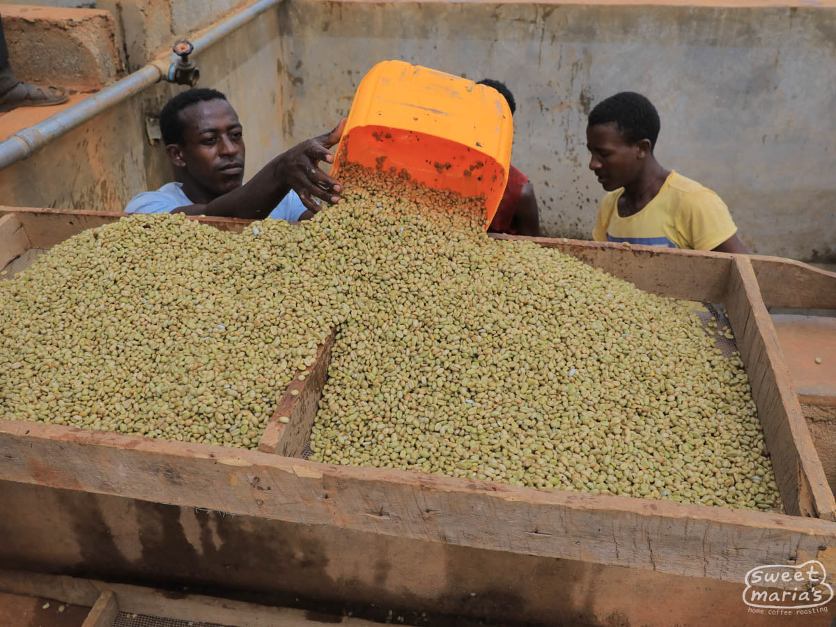 Wet coffee from the fermentation tanks is first drip dried on screens before moving to the raised drying beds. Hambela Wamena region.