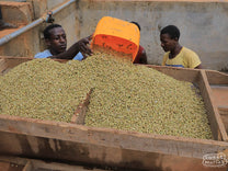 Wet coffee from the fermentation tanks is first drip dried on screens before moving to the raised drying beds. Hambela Wamena region.