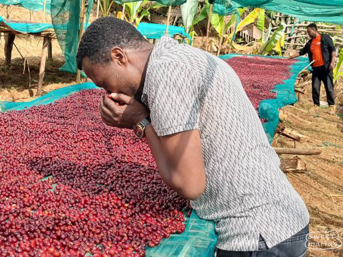Farmer Shitaye Abebe smells the coffee cherries drying on raised beds.