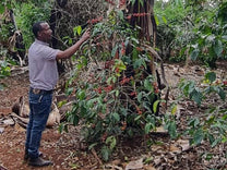 Farmer Shitaye Abebe smells the coffee cherries drying on raised beds.