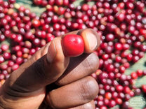 Farmer Shitaye Abebe smells the coffee cherries drying on raised beds.
