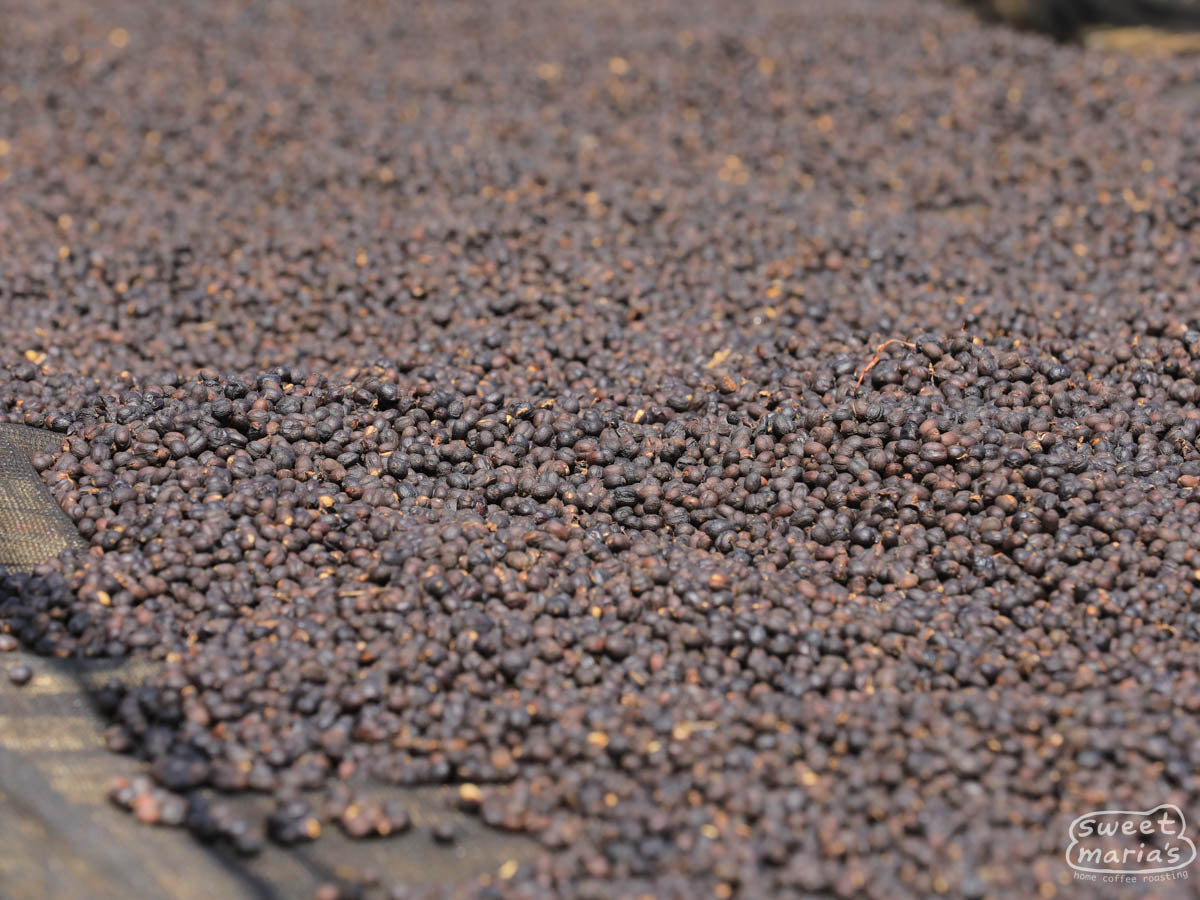 Whole coffee cherry pods dry on a raised bed at one of the other stations managed by the owners of Hebo, in Guji, Ethiopia.