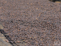 Dry process coffee cherries drying on raised beds at the Gerba Doku site in Guji, Ethiopia. Dry process Gerba Doku makes up almost half of this blend.