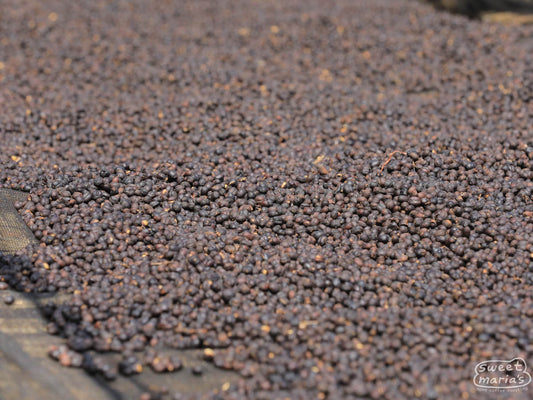 Dry process coffee cherries drying on raised beds at the Gerba Doku site in Guji, Ethiopia. Dry process Gerba Doku makes up almost half of this blend.