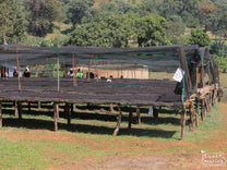 Secondary shade covered tables at Dogo Sodu help to ensure a slow