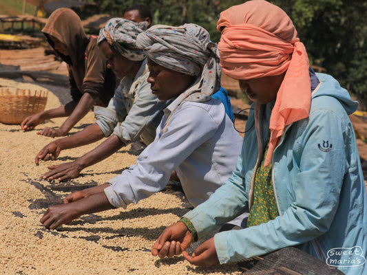 Workers remove defective coffee as it dries on raised beds in Gerba Dogo.