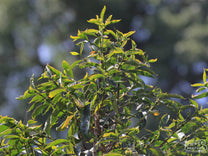 A coffee shrub showing the first buds of the next harvest that will soon turn into flowers. Tuku station, Gerba, Guji Zone, Ethiopia.