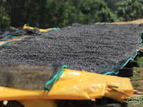 Whole coffee cherries dry to a dark purple color on raised tables at the Buliye site in Hambela Wamena, Ethiopia.