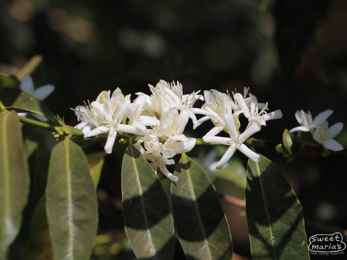 Flowering coffee shrub during our 2024 visit to the Buliye processing site.