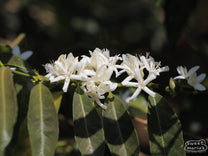 Flowering coffee shrub during our 2024 visit to the Buliye processing site.