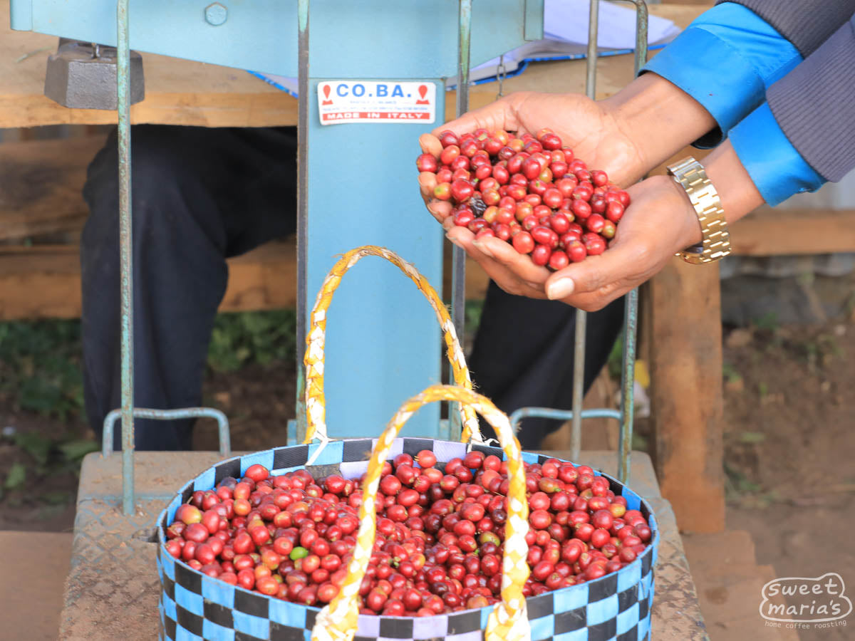  Ethiopia.
