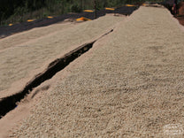 Coffee cherries being weighed on delivery at one of the sites near Bilida Bukisa.