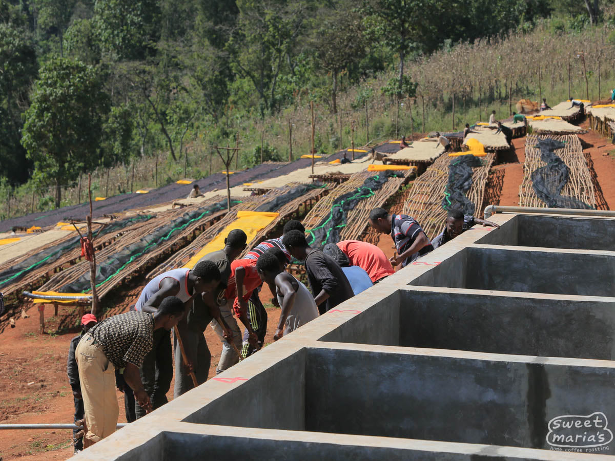Workers wash the remaining fruit mucilage from the coffee in long cement channels at Hambela Dabaye.