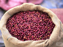 A jute bag filled with ripe coffee cherries in Halo Beriti town, Yirga Cheffe.