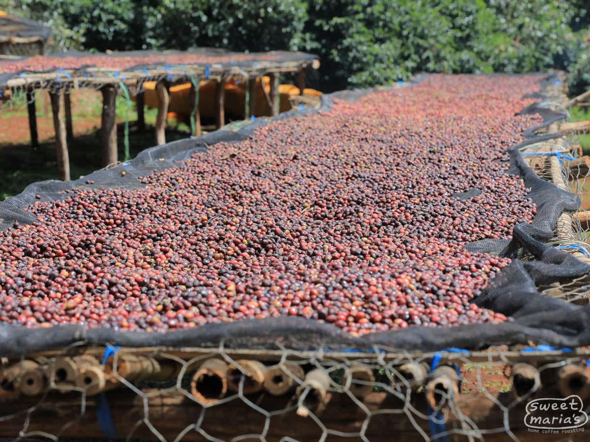 Whole coffee cherries dry on raised beds at another of the coffee sites run by the folks from Guji Goro.