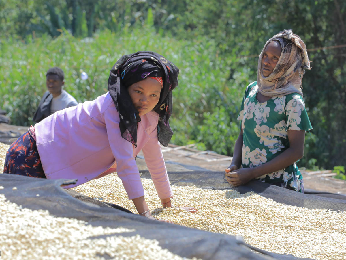 Women turn the wet process coffee, culling defects by hand as they go. Banko Gotiti wet mill, Yirga Cheffe.